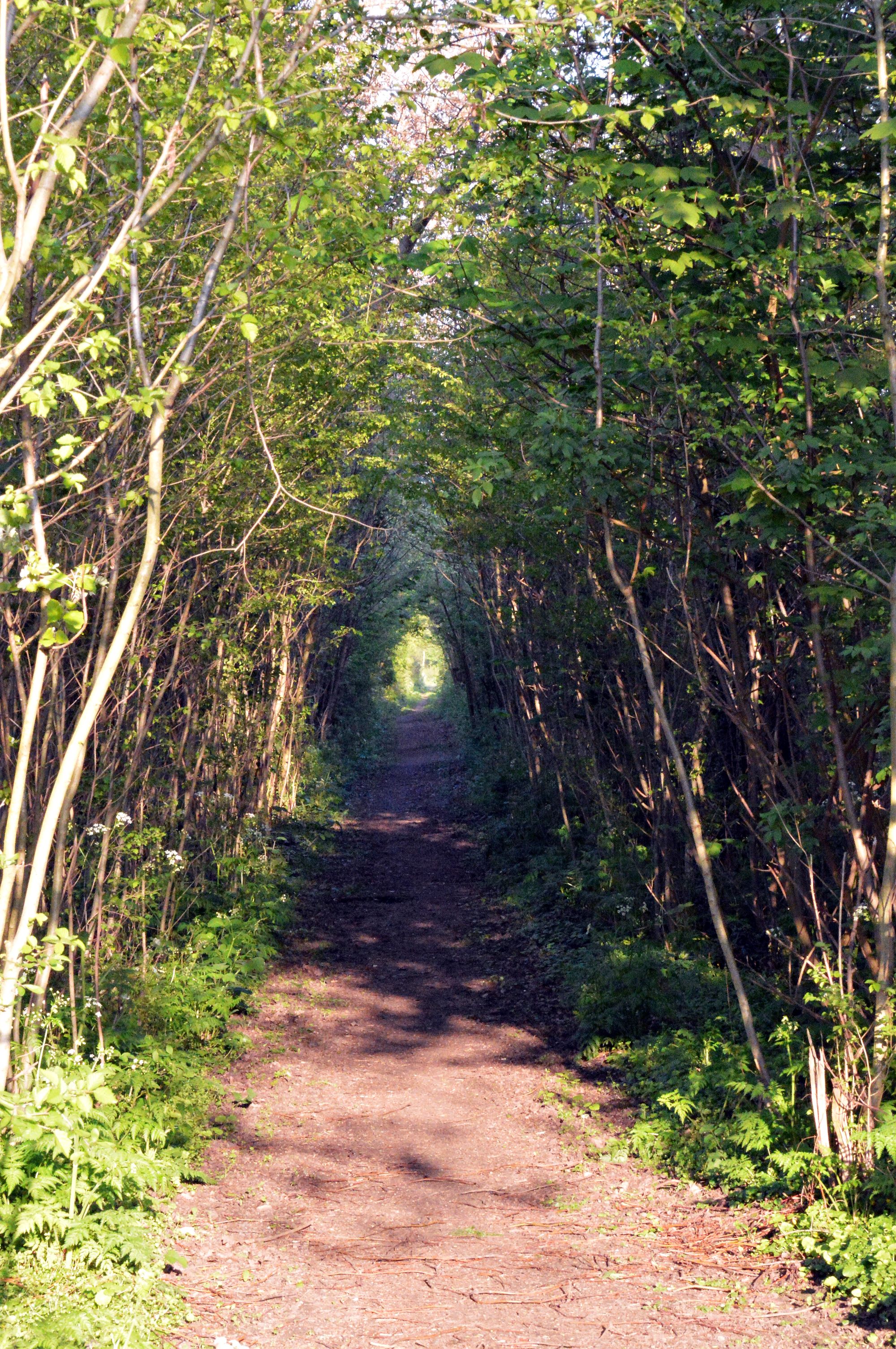 Wandelpad door groene omgeving